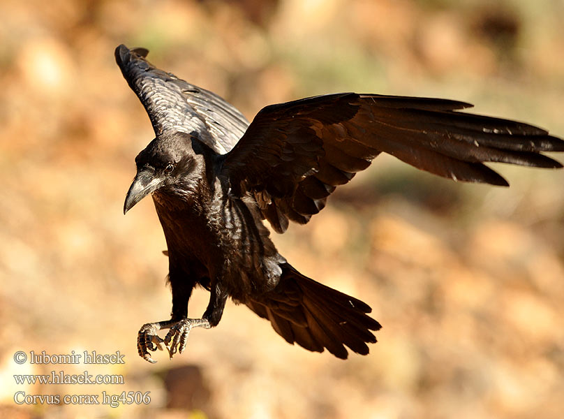 Corvus corax Holló Krauklis 渡鸦 Ворон ワタリガラス