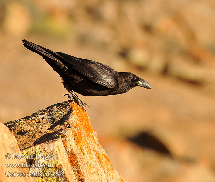 Corvus corax الغراب الأسود Κόρακας Corvo Крук Kuzgun עורב שחור