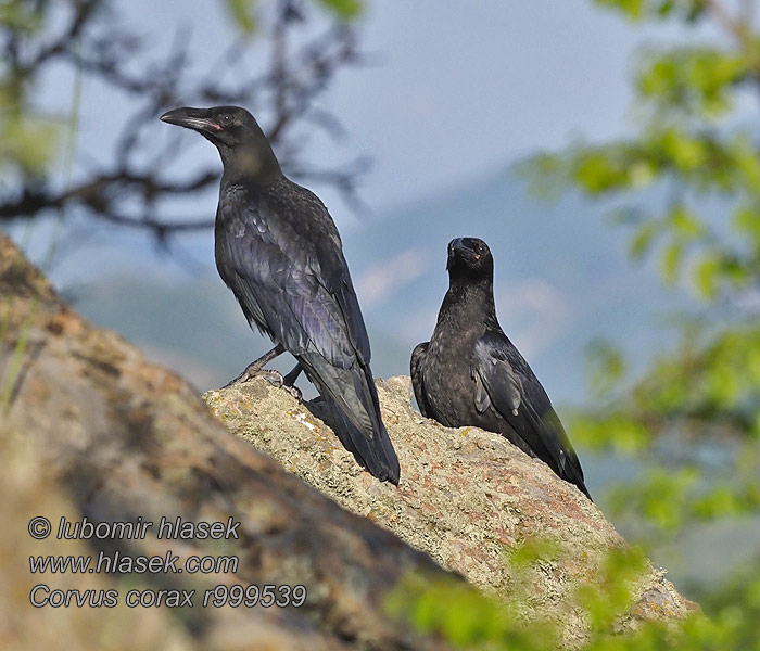 Krkavec velký Corvus corax