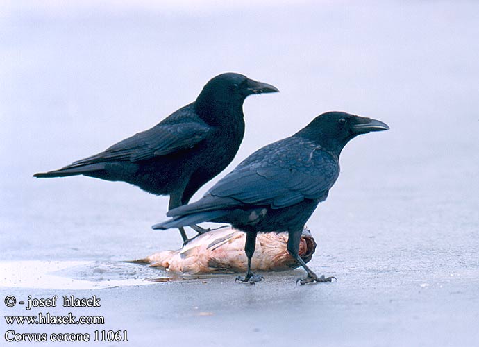 Corvus corone 11061