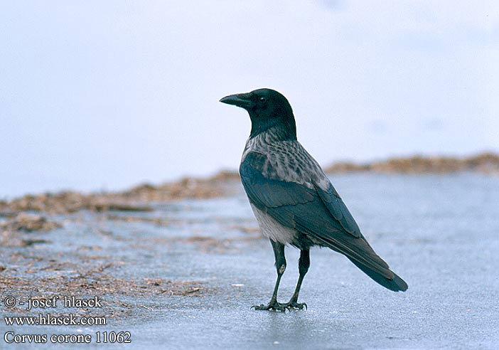 Sorra Corvus corone cornix Carrion Crow Krage