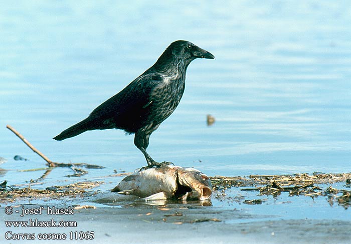 Corvus corone 11065