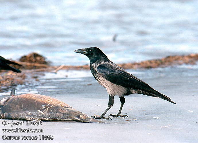 Corvus corone 11068