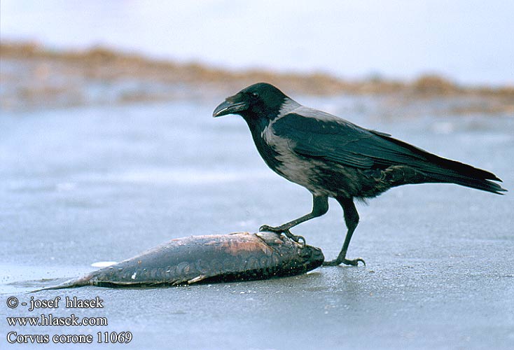 Vrána obecná černá šedivka Corneja Negra Cenicienta