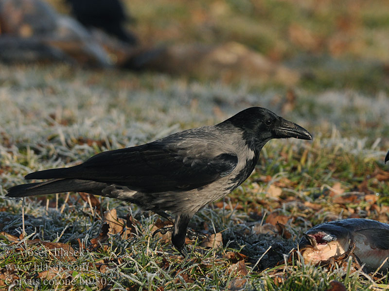 Corvus corone bi9302