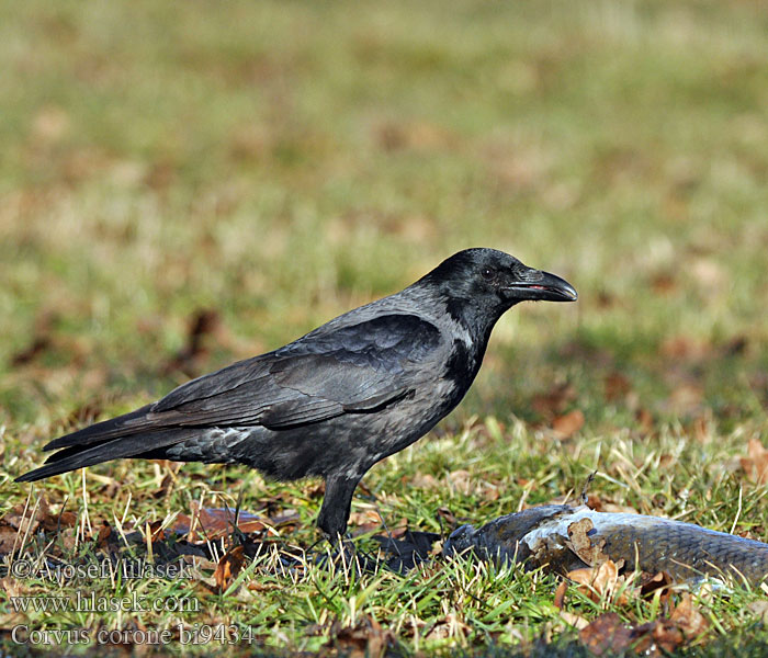 Ċawlun Хар хэрээ Sorra Corvus corone cornix