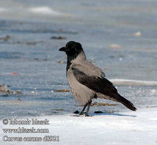 Corvus corone cornix Carrion Crow Krage Nokivaris
