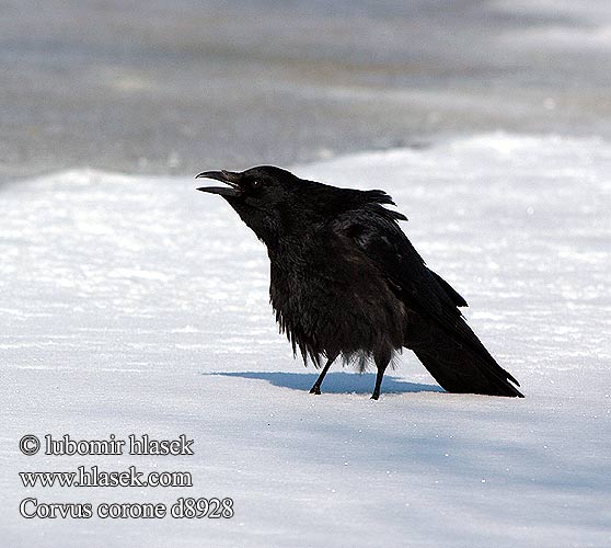 Corneja Negra Cenicienta Cornella Kråka 小