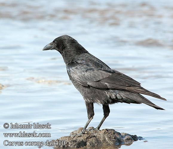 Corvus corone da0410