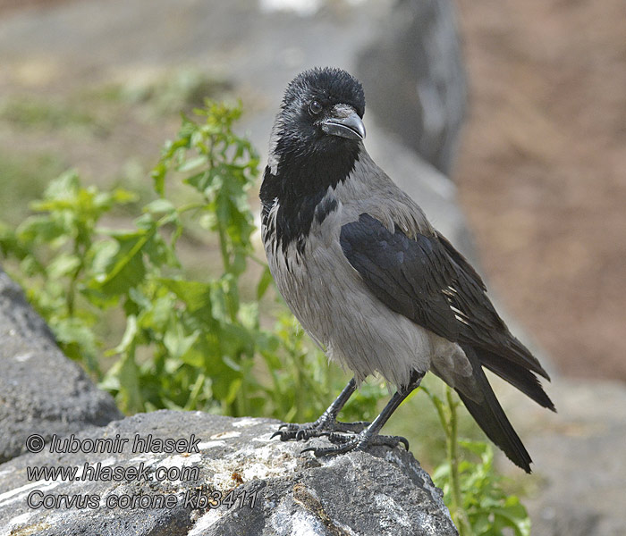 Corvus corone