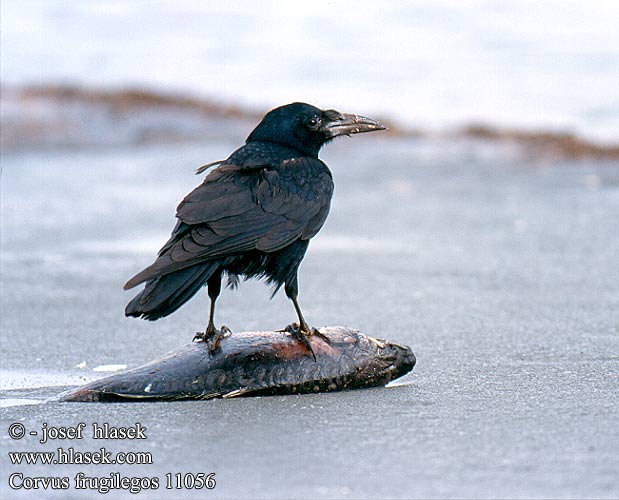 Corvus frugilegos 11056