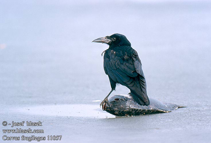 Corvus frugilegos 11057