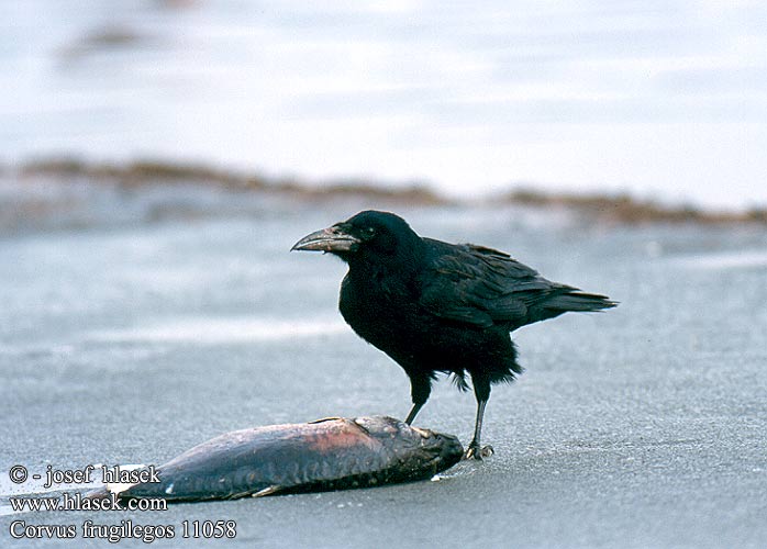 Corvus frugilegos 11058