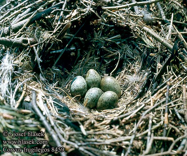 Corvus frugilegos 8459