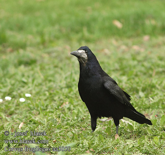 Corvus frugilegos aa5050