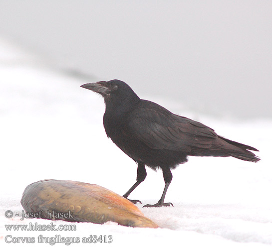 Corvus frugilegus ad8413