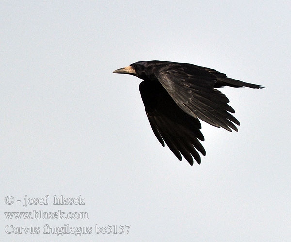 Corvus frugilegus bc5157