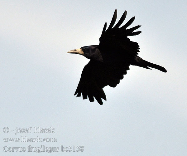 Rook Saatkrähe Corbeau freux Graja Havran polní čierny Råge Roek Mustavaris Corvo Kornkråke Råka Vetési varjú Gawron cioara semanatura Ekin kargası 禿鼻烏鴉 Грач ミヤマガラス غراب القيظ 떼까마귀 Χαβαρόνι Gralha-calva Грак עורב מזרע Посевна врана Грак Gačac Kovas Künnivares Krauķi Poljska vrana Siva pepelava vrana crna Corvus frugilegus