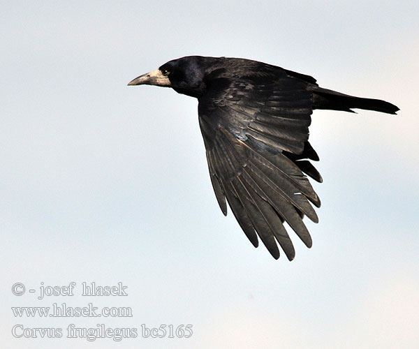 Saatkrähe Corbeau freux Graja Havran polní čierny Råge Roek Mustavaris Corvo Kornkråke Råka Vetési varjú Gawron cioara semanatura Ekin kargası 禿鼻烏鴉 Грач ミヤマガラス غراب القيظ 떼까마귀 Χαβαρόνι Gralha-calva Грак עורב מזרע Посевна врана Грак Gačac Kovas Künnivares Krauķi Poljska vrana Siva pepelava vrana crna Corvus frugilegus Rook