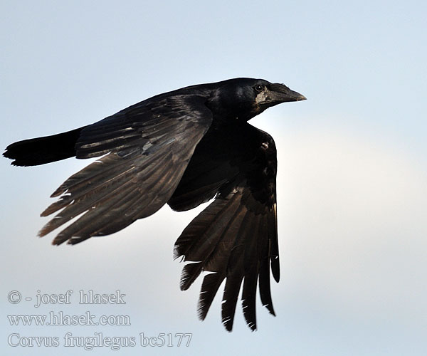 Corvus frugilegus bc5177