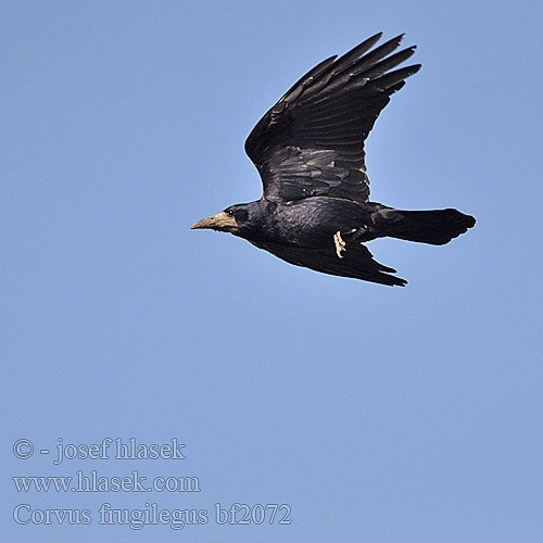 Corvus frugilegus bf2072