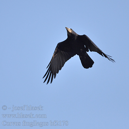 Corvus frugilegus bf2178