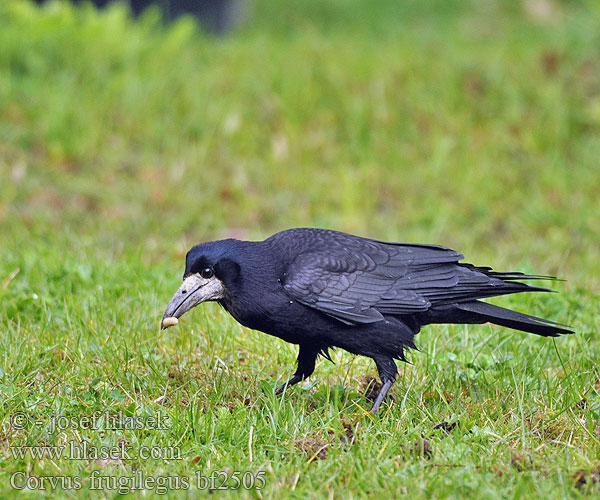 Corvus frugilegus bf2505