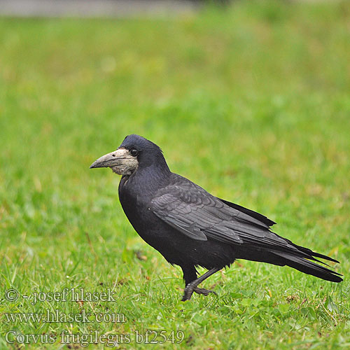 Corvus frugilegus bf2549