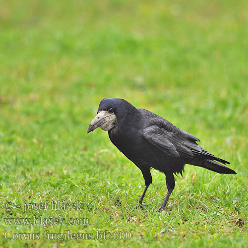 Corvus frugilegus bf2600