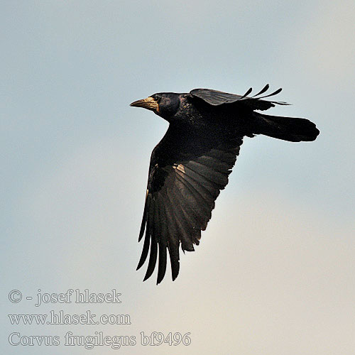 Corvus frugilegus bf9496