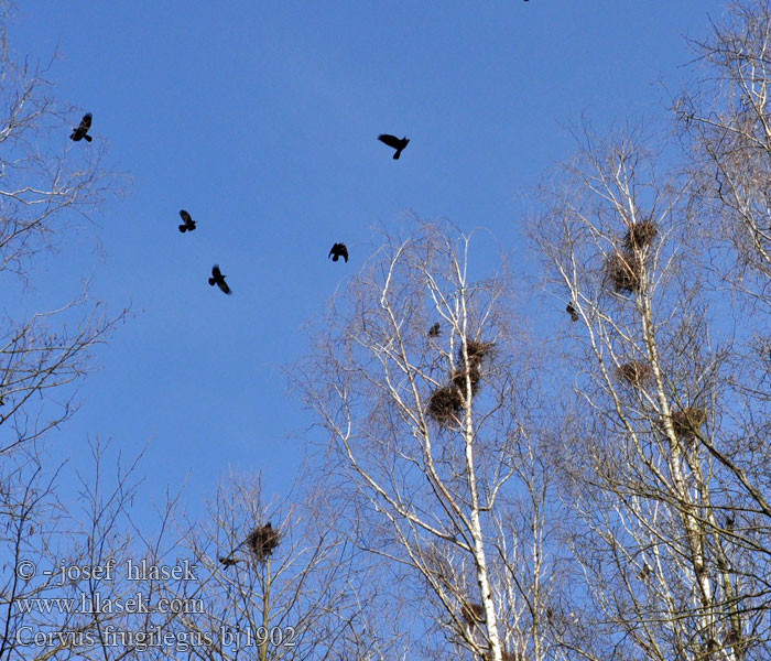 Corvus frugilegus bj1902