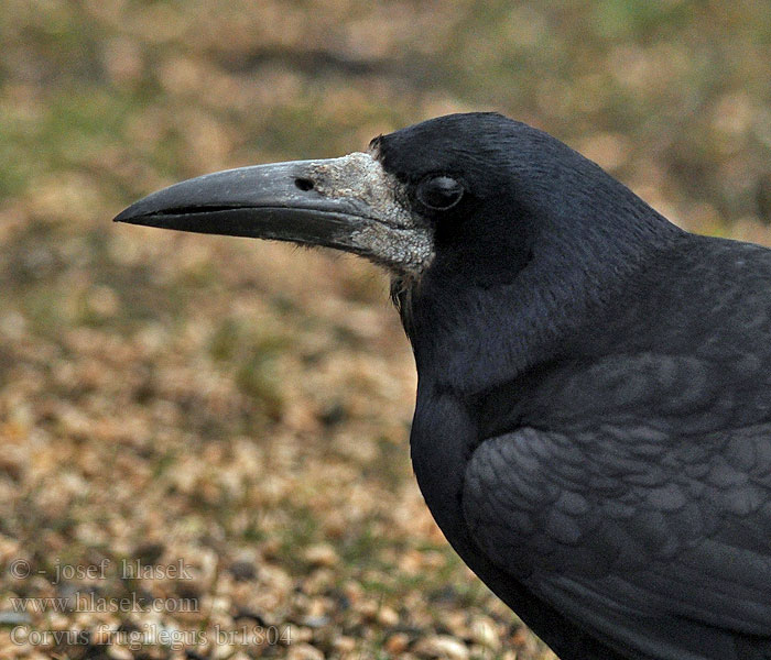 Corvus frugilegus Rook Saatkrähe Corbeau freux