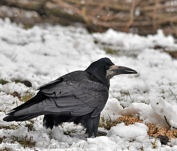 Corvus_frugilegus_br2152