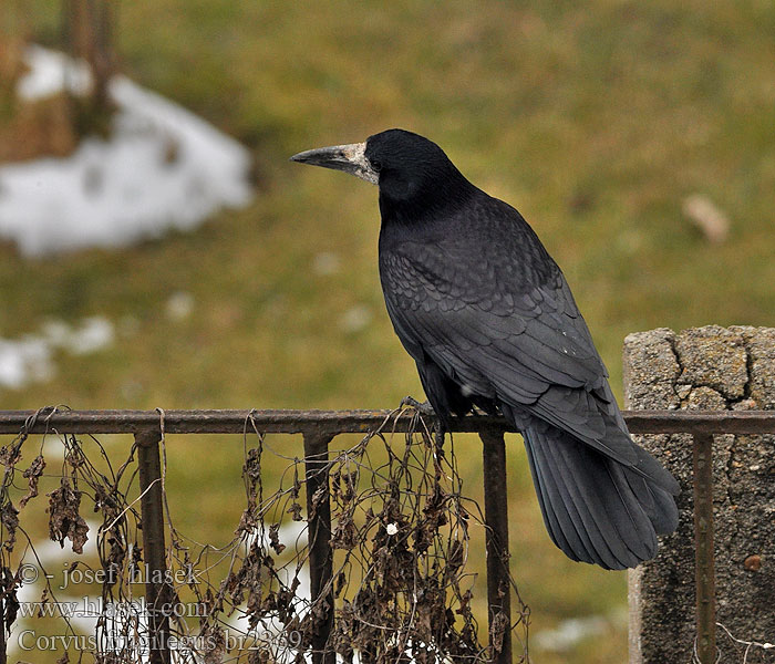 Corvus frugilegus Råge Roek Mustavaris Corvo Kornkråke