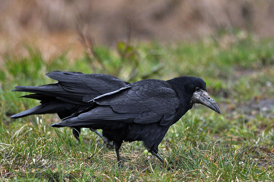 Corvus frugilegus