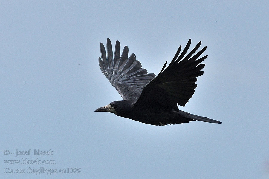 Corvus frugilegus Rook Saatkrähe Corbeau freux Graja Havran polní