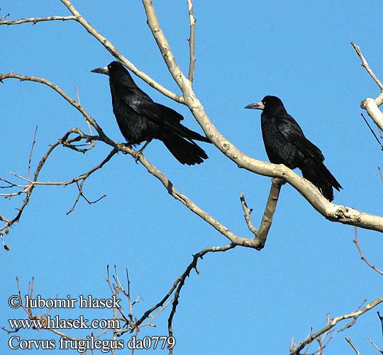 Corvus frugilegus da0779