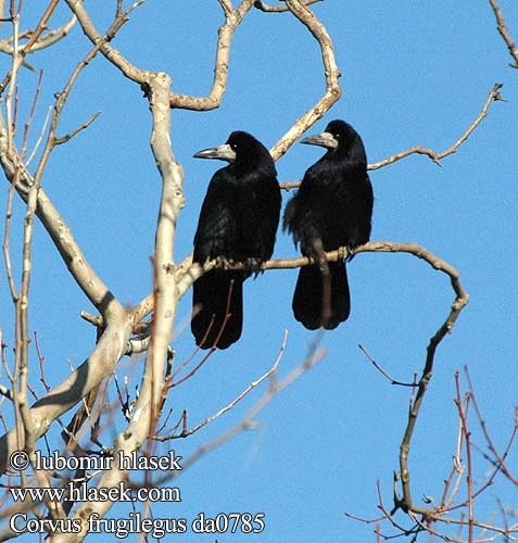 Corvus frugilegus da0785