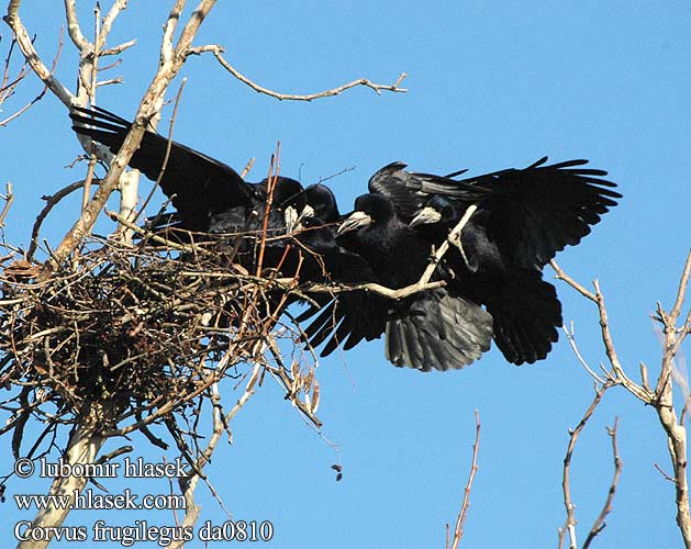 Corvus frugilegus da0810