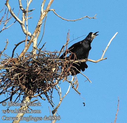 Corvus frugilegus da0886