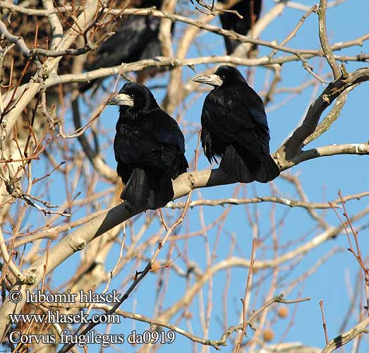 Corvus frugilegus da0919