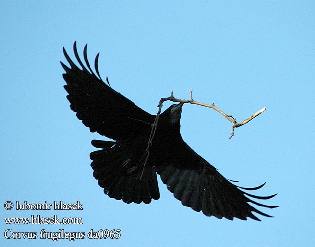 Corvus frugilegus da0965