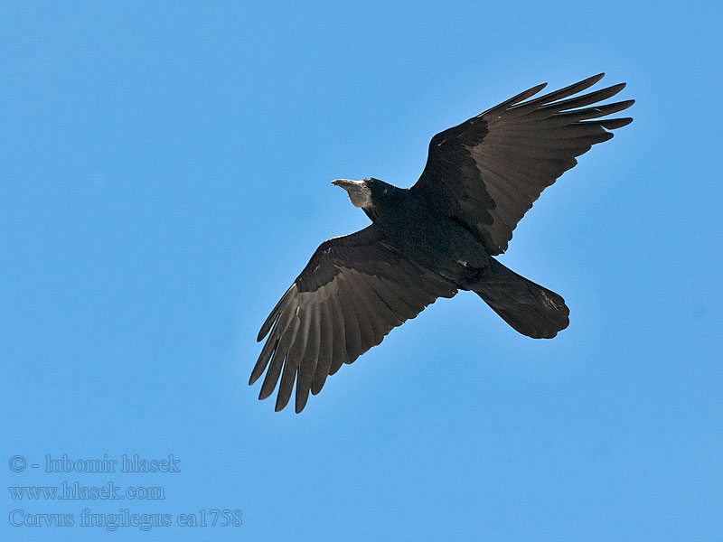 Corvus frugilegus