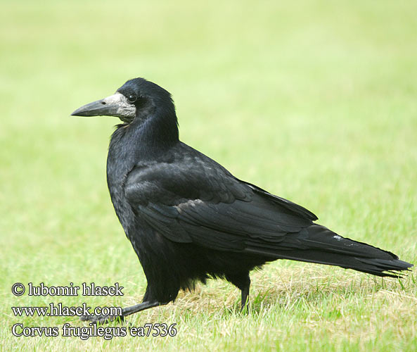 Corvus frugilegus ea7536