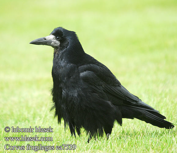 Corvus frugilegus 禿鼻烏鴉 Грач ミヤマガラス غراب القيظ 떼까마귀 Χαβαρόνι Gralha-calva Грак עורב מזרע Rook Saatkrähe Corbeau freux Graja havran polní čierny Råge Roek Mustavaris Corvo Kornkråke Råka Vetési varjú Gawron cioara semanatura Ekin kargası