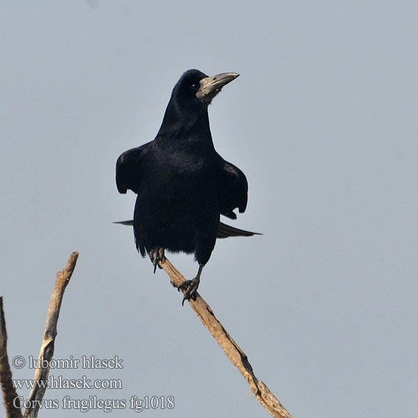 Corvus frugilegus غراب القيظ 떼까마귀 Χαβαρόνι Gralha-calva Грак עורב מזרע Посевна врана Грак Gačac Kovas Künnivares Krauķi Poljska vrana Siva pepelava vrana crna Rook Saatkrähe Corbeau freux Graja Havran polní čierny Råge Roek Mustavaris Corvo Kornkråke Råka Vetési varjú Gawron Cioara semanatura Ekin kargası 禿鼻烏鴉 Грач ミヤマガラス