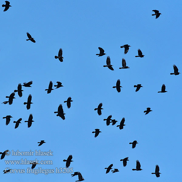 Corvus frugilegus떼까마귀 Χαβαρόνι Gralha-calva Грак עורב מזרע Посевна врана Грак Gačac Kovas Künnivares Krauķi Poljska vrana Siva pepelava vrana crna Rook Saatkrähe Corbeau freux Graja Havran polní čierny Råge Roek Mustavaris Corvo Kornkråke Råka Vetési varjú Gawron Cioara semanatura Ekin kargası 禿鼻烏鴉 Грач ミヤマガラス غراب القيظ