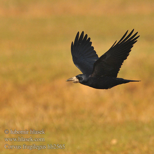 Corvus frugilegus hb2565