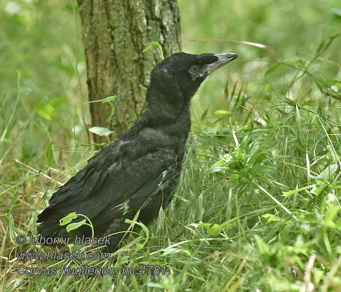 Corvus frugilegus