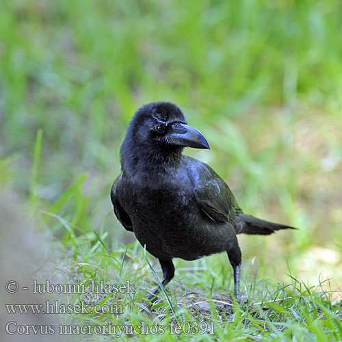 Corvus macrorhynchos Vrána hrubozobá